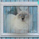 Idylle, 1 an ! - Chatterie Ragdolls du Val de Beauvoir